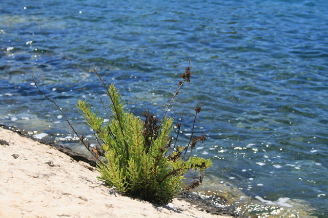 gal/cro 08/small-IMG_5231.JPG